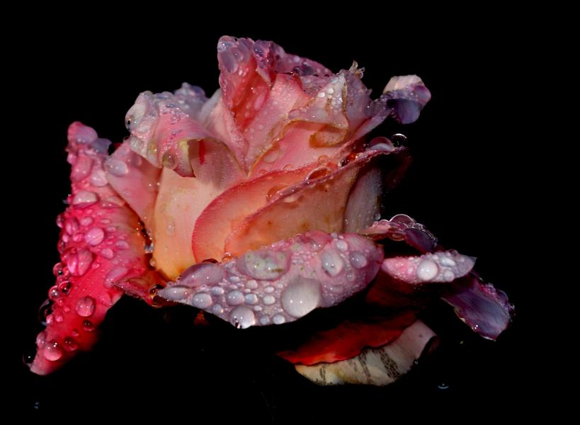 Raindrops on a rose  ==  Shot in heavy drizzle San Bruno