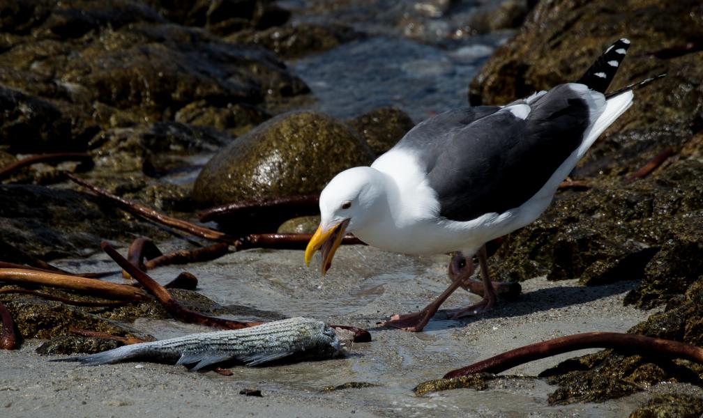 California seagulls (Larus californicus) are carnivores which take live food like crabs and small fish. Seagulls have unhinging jaws which allow them to consume large prey