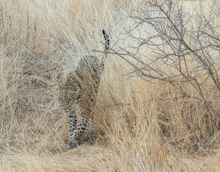Leopard (Panthera pardus) slinking through the grass looking for it's next meal in Samburu National Reserve Kenya