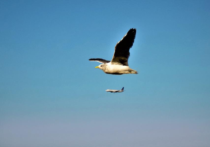 A California gull (Larus californicus) shares airspace with a man-made bird.