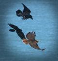 Two ravens (Corvus corax) engaged in Mobbing, in which several birds harass a predatory bird, here a red shouldered hawk (Buteo lineatus) over SF Bay.