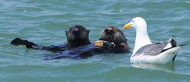 Western Gull harasses Sea Otter mom & pup for food