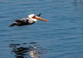 Brown pelican (Pelecanus occidentalis) skims above the Monterey Bay in search of a fish