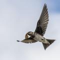 Purple Martin (Progne subis) largest North American swallow. returning to nest with food for young