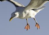 This Western Gull (Larus Occidentalis) is using its webbed feet as stabilizers to hover in place on a windy day.
