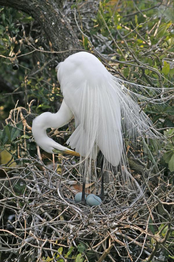 Great White Egret with Two Eggs, Casmerodius albus