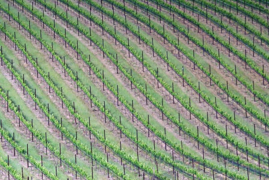 Vineyard - Murietta Wells Winery, Livermore california