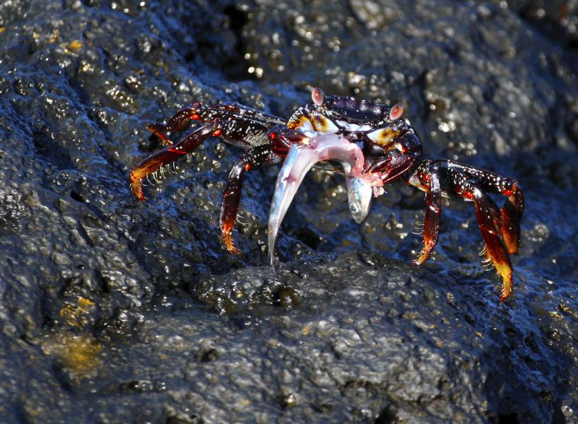 Blending in with Background, Immature Sally Lightfoot Crab Holds a Meal