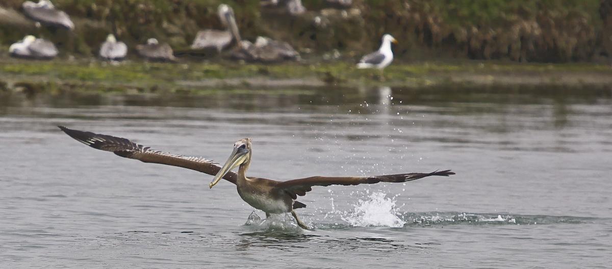 Brown Pelican  (Pelecanus occidentalis) taking off , Elkhorn Slough, Moss Landing