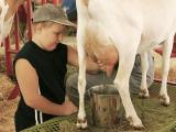 Learning to Milk A Goat, California State Fair