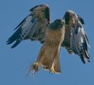Red Tailed Hawk (Buteo jamaicensis) with lunch (Peromyscus californicus super morior)