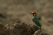 The red and yellow Barbet