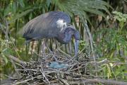 Tricolored Heron Adjusts Nest with Eggs, Florida, Egretta tricolor