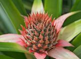 An Immature Pineapple (ananas comosus) is a mass of berries fused atop the main stalk of the plant.
