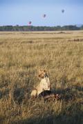 Lion and her breakfast in Maasa Mara, Kenya