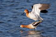 American Avocets (Recurvirostra americana) Mating in Shallow Slough
