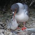 Swallow-tailed Gull (Larus furcatus) Feeds Chick, Galapagos Islands