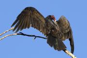 Roosting Turkey Vulture (Cathartes aura) warming wings in the sun