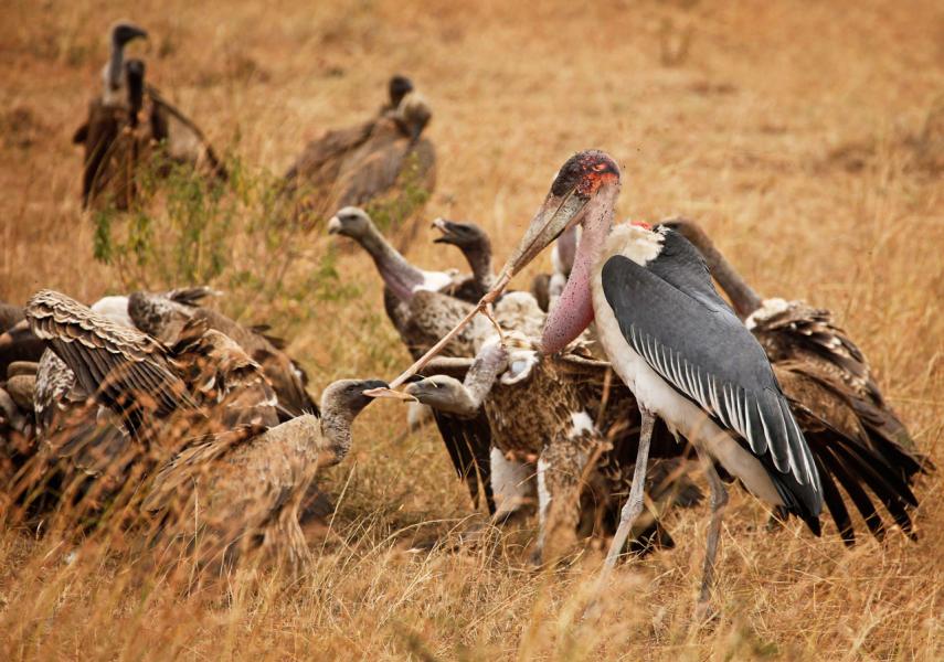 Griffon Vulture(Gyps rueppelli) & Marabou Stork(Leptoptilos) Fight over piece of Zebra Carcass, Sere