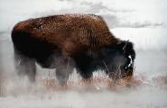 Bison feeds on sparse grasses during Yellowstone Winter