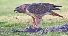 Red-tailed Hawk (Buteo jamaicensis) tearing up its kill, Mountain View, California
