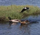 Black-necked Stilt protects chick from encroaching Mallards