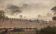 Migrating Cape Buffalo Stir up Dust, Africa