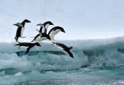 Adelie penguins take the plunge