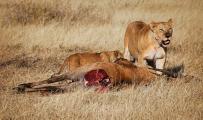 Lioness & Cub(Panthera leo)with Eland Kill, Tanzania,Africa
