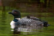 Loon parent (Gavia immer) provides day-old chick transportation and safety