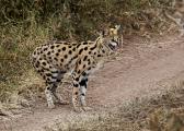 Skiddish Serval Hissing(Felis serval)-Tarangire, Africa