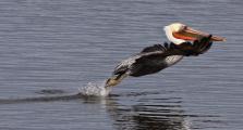 Brown Pelican  (Pelecanus occidentalis) taking off , Palo Alto Baylands