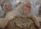 Japanese Macaque Monkeys (Macada fuscata) soaking in hot spring, Jigokudani, Japan