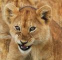 Ferocious Lion Cub Gives a Snarl