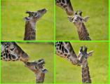 Giraffe Calf Begging Mother Giraffe