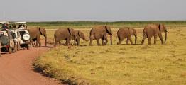Elephants Get Right of Way-Tanzania, Africa