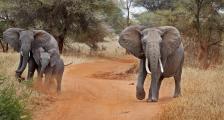 Bull Elephant Protective of Female with Baby(Loxodonta africana), Africa