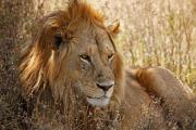 Head detail-Male Lion(Panthera leo) Shows Battlescars-Survival on Serengeti,Africa