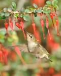 Anna's hummingbird female feeding on nectar from fuschia-flowered gooseberry