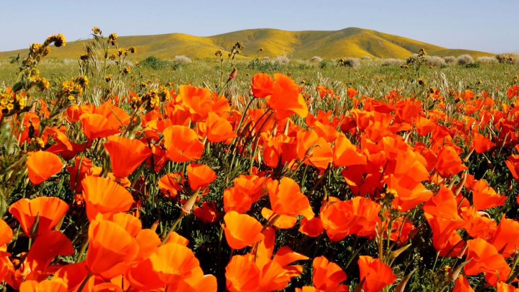Poppys and Hills of Gold