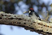 Acorn Woodpecker (Melanerpes formicivorus) in Harvest Tree