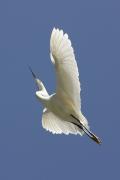 Snowy Egret Flying (Egretta thula)