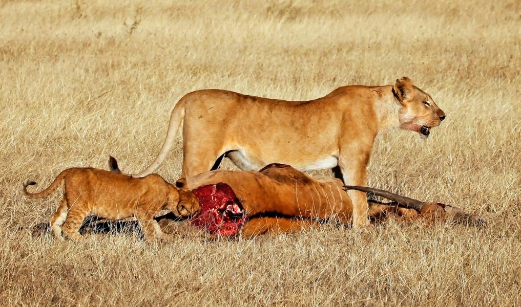 Lioness Stands Guard over Recent Kill-Cub Tastes Raw Meat