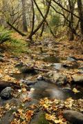 Fall Colors at Richie Creek, Bothe Napa State Park