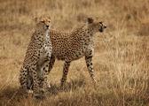 Two Male Cheetah's Hunt Together