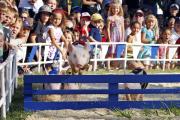 First Over the Last Hurdle, Alameda County Fair Pig Race