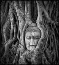 Buddha in banyan roots