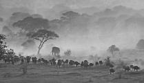 African Cape Buffalo Emerge from Dust