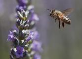 Italian Honey Bee (Apis mellifera ligustica) approaches landing on lavender blossom
