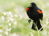 Male Red-Winged Blackbird calls to others